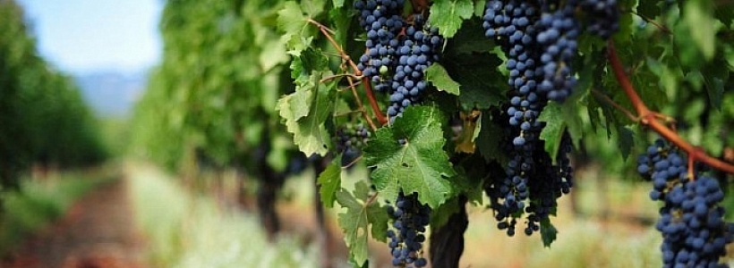 На Кубани на развитие виноградных питомников выделено 100 млн рублей